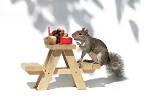 Mini: Grey Squirrel on a miniature picnic bench eating