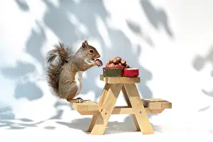 Mini: Grey Squirrel on a miniature picnic bench eating
