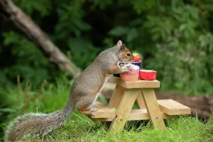 Cake: Grey Squirrel on a miniature picnic bench eating