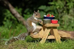 Cake: Grey Squirrel on a miniature picnic bench eating