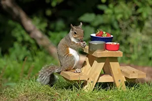 Cake: Grey Squirrel on a miniature picnic bench eating