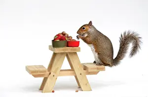 Tables: Grey Squirrel on a miniature picnic bench eating