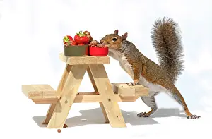Tables: Grey Squirrel on a miniature picnic bench eating