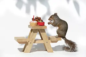 Tables: Grey Squirrel on a miniature picnic bench eating