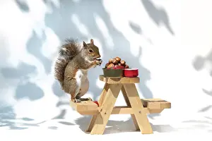 Tables: Grey Squirrel on a miniature picnic bench eating