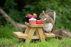 Tables: Grey Squirrel on a miniature picnic bench eating