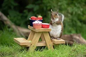 Tables: Grey Squirrel on a miniature picnic bench eating