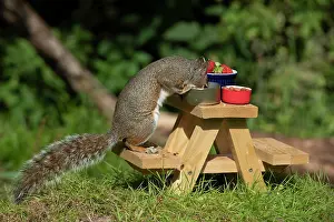 Tables: Grey Squirrel on a miniature picnic bench eating