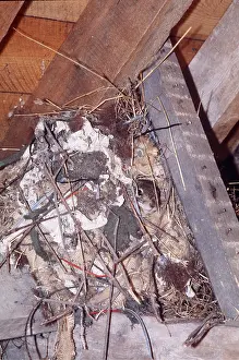 Elizabeth Bomford: GREY SQUIRREL - in nest In Roofspace