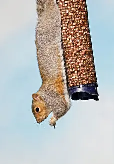 Peanuts: Grey squirrel - on peanut feeder