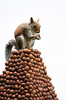 Acorns: Grey Squirrel on a pile of hazelnuts, white background