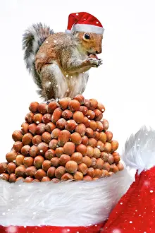 Acorns: Grey Squirrel on a pile of hazelnuts, white background