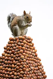 Acorns: Grey Squirrel on a pile of hazelnuts, white background