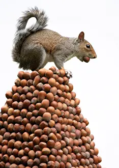 Acorns: Grey Squirrel on a pile of hazelnuts, white background