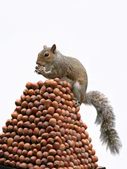 Acorns: Grey Squirrel on a pile of hazelnuts, white background