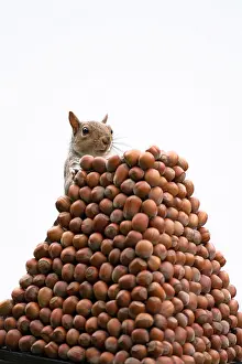 Pile: Grey Squirrel on a pile of hazelnuts, white background