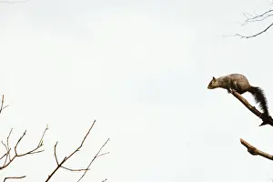 Elizabeth Bomford: GREY SQUIRREL - Poised for take off