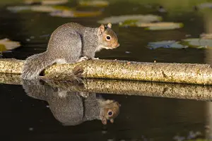 160118: Grey Squirrel - Pond - With Reflection - Cornwall - UK