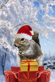 040718: Grey Squirrel - on pyramid of Christmas presents