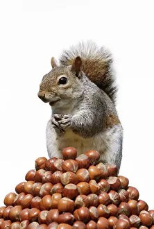 Hazelnuts: Grey SQUIRREL - On pyramid of Hazelnuts