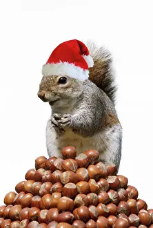 Hazelnuts: Grey Squirrel - on pyramid of Hazelnuts wearing