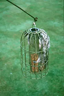 Intelligence: GREY SQUIRREL - Raiding nuts from a squirrel-proof feeder