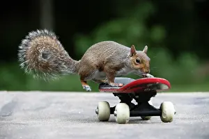 Skateboarding: Grey squirrel riding on a skateboard, natural