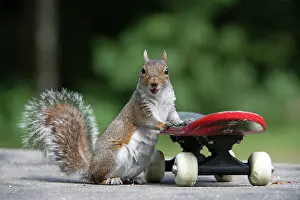 Skateboard: Grey squirrel riding on a skateboard, natural