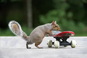 Skateboarding: Grey squirrel riding on a skateboard, natural