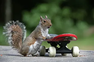 Skateboard: Grey squirrel riding on a skateboard, natural