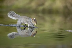 Runing: Grey Squirrel - Running Across Log - Cornwall - UK