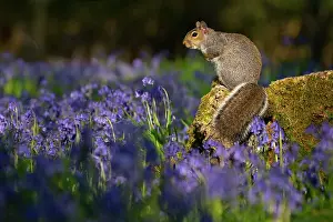 Hyacinths: Grey squirrel (Sciurus carolinensis) amongst bluebell