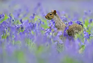 Hyacinths: Grey squirrel (Sciurus carolinensis) amongst bluebell