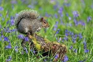 Hyacinths: Grey squirrel (Sciurus carolinensis) amongst bluebell