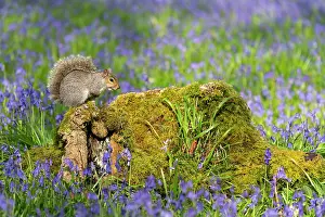 Alien: Grey squirrel (Sciurus carolinensis) amongst bluebell