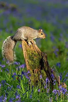 Alien: Grey squirrel (Sciurus carolinensis) amongst bluebell