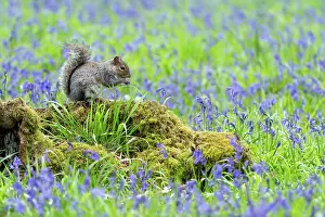 Alien: Grey squirrel (Sciurus carolinensis) amongst bluebell