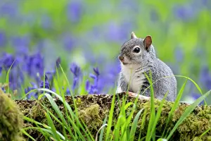 Alien: Grey squirrel (Sciurus carolinensis) amongst bluebell
