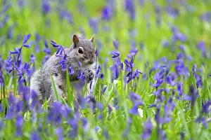 Alien: Grey squirrel (Sciurus carolinensis) amongst bluebell