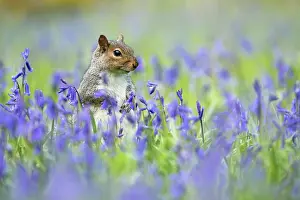 Alien: Grey squirrel (Sciurus carolinensis) amongst bluebell