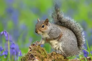 Alien: Grey squirrel (Sciurus carolinensis) amongst bluebell