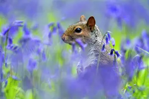 Alien: Grey squirrel (Sciurus carolinensis) amongst bluebell