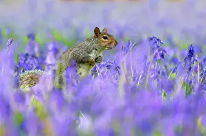 Hyacinths: Grey squirrel (Sciurus carolinensis) amongst bluebells