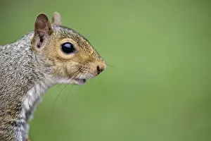 Carolinensis: Grey Squirrel (Sciurus carolinensis) close up s