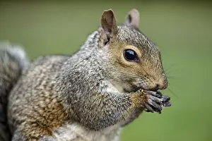 Carolinensis: Grey Squirrel (Sciurus carolinensis) close up s