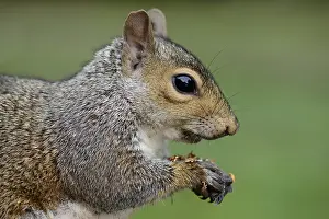 Carolinensis: Grey Squirrel (Sciurus carolinensis) close up s