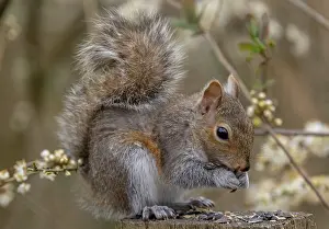 Prunus: Grey squirrel, Sciurus carolinensis, feeding on