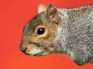 Alien: Grey squirrel (Sciurus carolinensis) head details