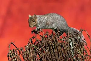 Alien: Grey squirrel (Sciurus carolinensis) on top of rusty