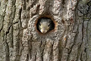 Alien: Grey squirrel (Sciurus carolinensis) soming out